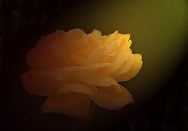 flower rose yellow petals