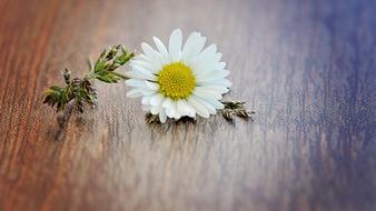 Daisy Flower Blossom on wood