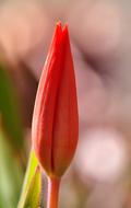 closeup picture of orange Tulip Flower