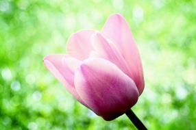 Tulip Flower Pink