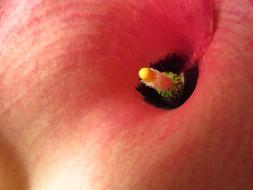 Macro view of Calla Flower