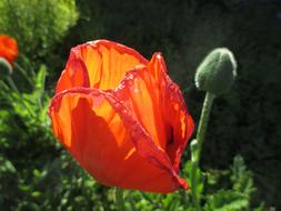 bright Poppy Light Blossom