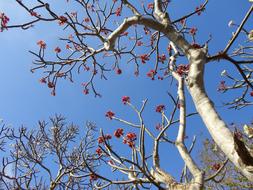 And Heaven Tree