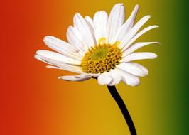 Close-up of the beautiful, white, yellow and green daisy flower, at colorful, gradient background, clipart