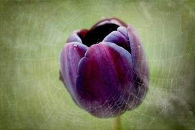 Purple Tulip Flower photo