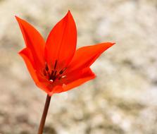 Star Tulip Red Flower at Spring