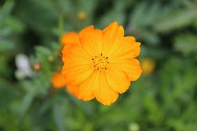 orange Marigold Flower Blossom
