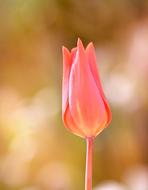 Tulip Flower Blossom