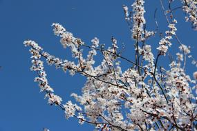 snow-white cherry blossoms on a sunny day