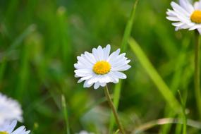 white Flower Daisy at Spring