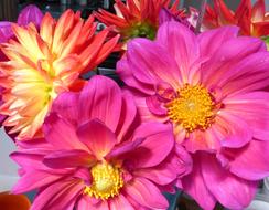 Pink Dahlia Flowers at garden