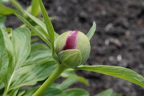 Peony Bud Bursting flower