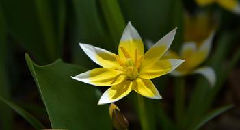 Small Star Tulip Flower at spring