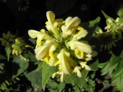 Fire Herb close-up in blurred background