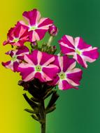 Beautiful, purple, pink and white petunia flowers on the stem with leaves, at colorful, gradient background, clipart