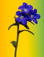 Close-up of the beautiful, blue and white flowers on the stem with leaves, at gradient blurred background, clipart