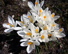 Flower Crocus Garden