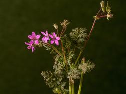 pink small flowers with buds on a blurred background