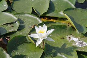 Water Lily Flower among the large green leaves