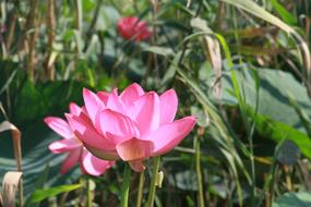 Close-up of the beautiful, pink lotus flowers of different shades