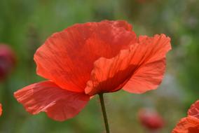 Close-up of the beautiful, orange and red poppy flowers in light, in the spring