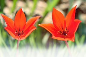 Star Red Tulips