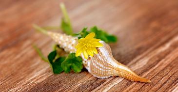 Celandine Flower Blossom