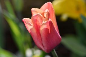 Flower Tulip Spring