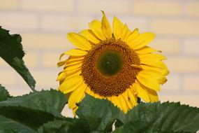 Sunflower Flower at field