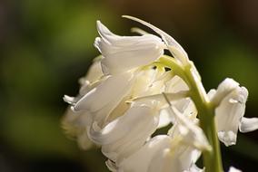 white Thrush Spring Flower