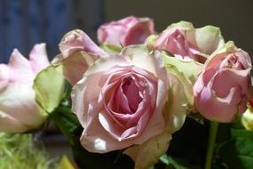 Close-up of the beautiful and colorful bouquet of roses with leaves, in light