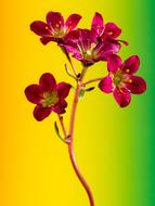 Close-up of the beautiful, purple, yellow and green flowers, at colorful blurred background, clipart