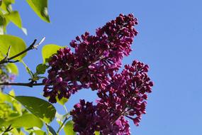 Lilac Bush at blue sky