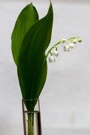 Lily Of The Valley Convallaria flowers