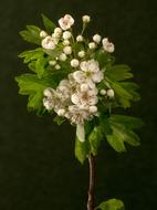 Blossom Bloom Flowers