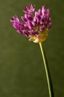 purple buds of decorative garlic