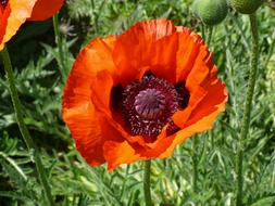 red Flower Poppy at Spring