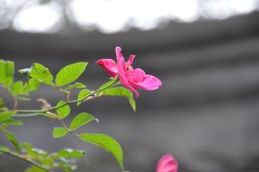 closeup view of pink Flower at garden