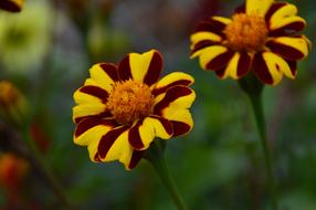 Marigold Flowers at garden