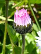 Spring Flower at Sunshine