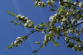 Apple Blossom Bloom branches