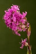 pink wild Flower Blossom Bloom
