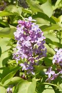 Lilac Bush in the bright sun close-up