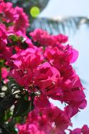 pink color flowers in garden