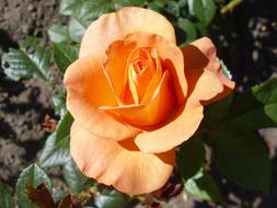 Rose Bengali Flower