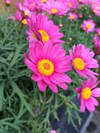 bush of pink daisies close up