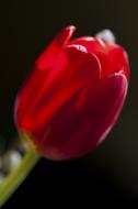 tulip Flower, Macro, dark blur background