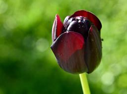 Close-up of the beautiful, red tulip flower of different shades, on the green stem, at blurred background with bokeh lights