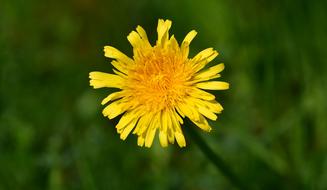 yellow dandelion on green blurred background