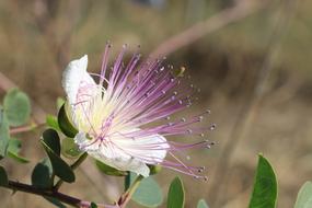 exotic bloom in blurred background